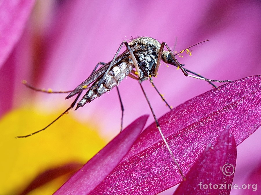Jesenji komarac