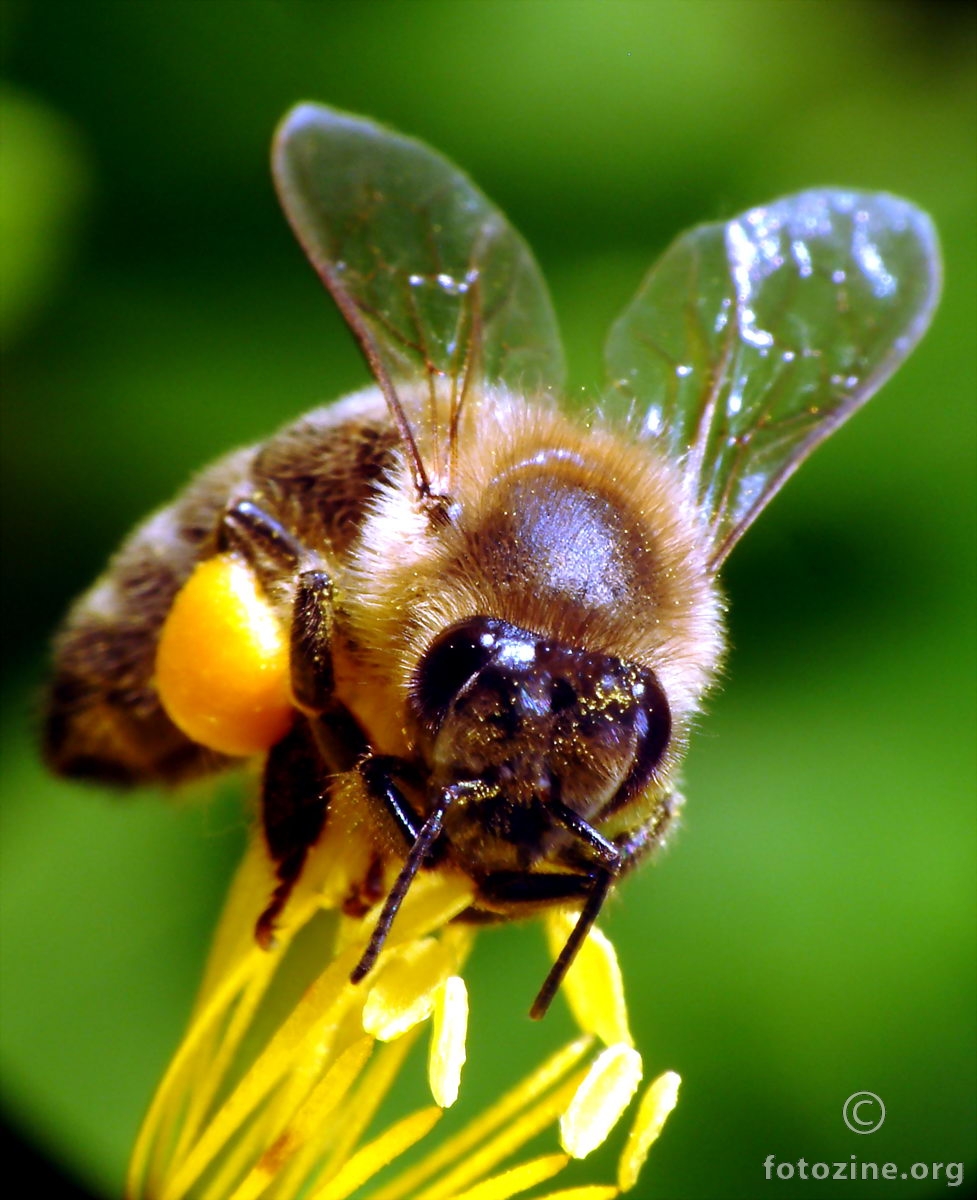 Vrijedna pčelica