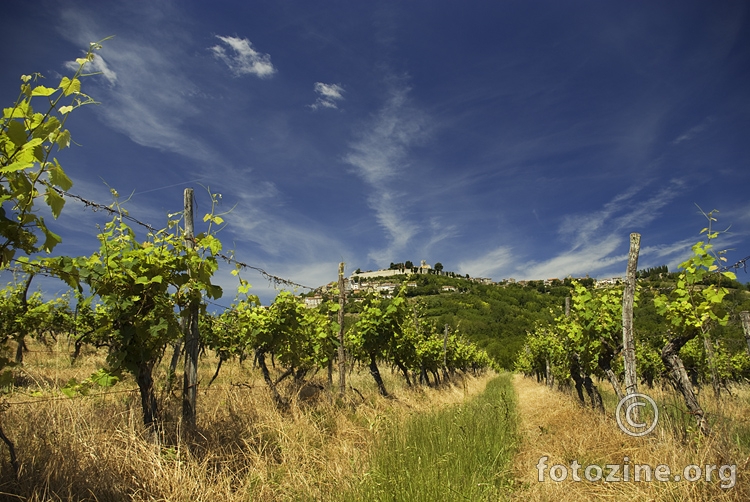 Motovunski vinogradi