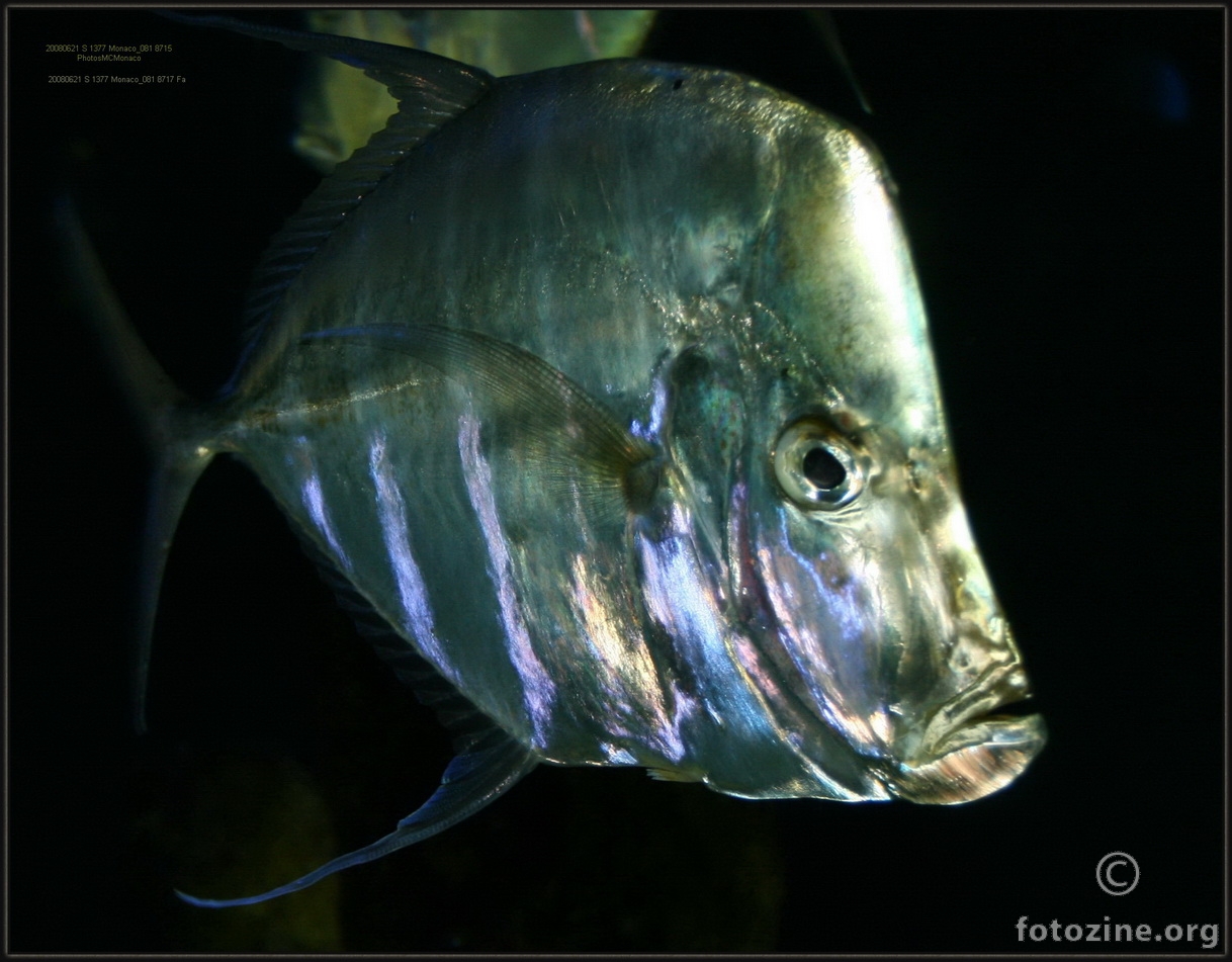 Selene vomer Lookdown Akvarium Monaco Monte Carlo 8717 Fa