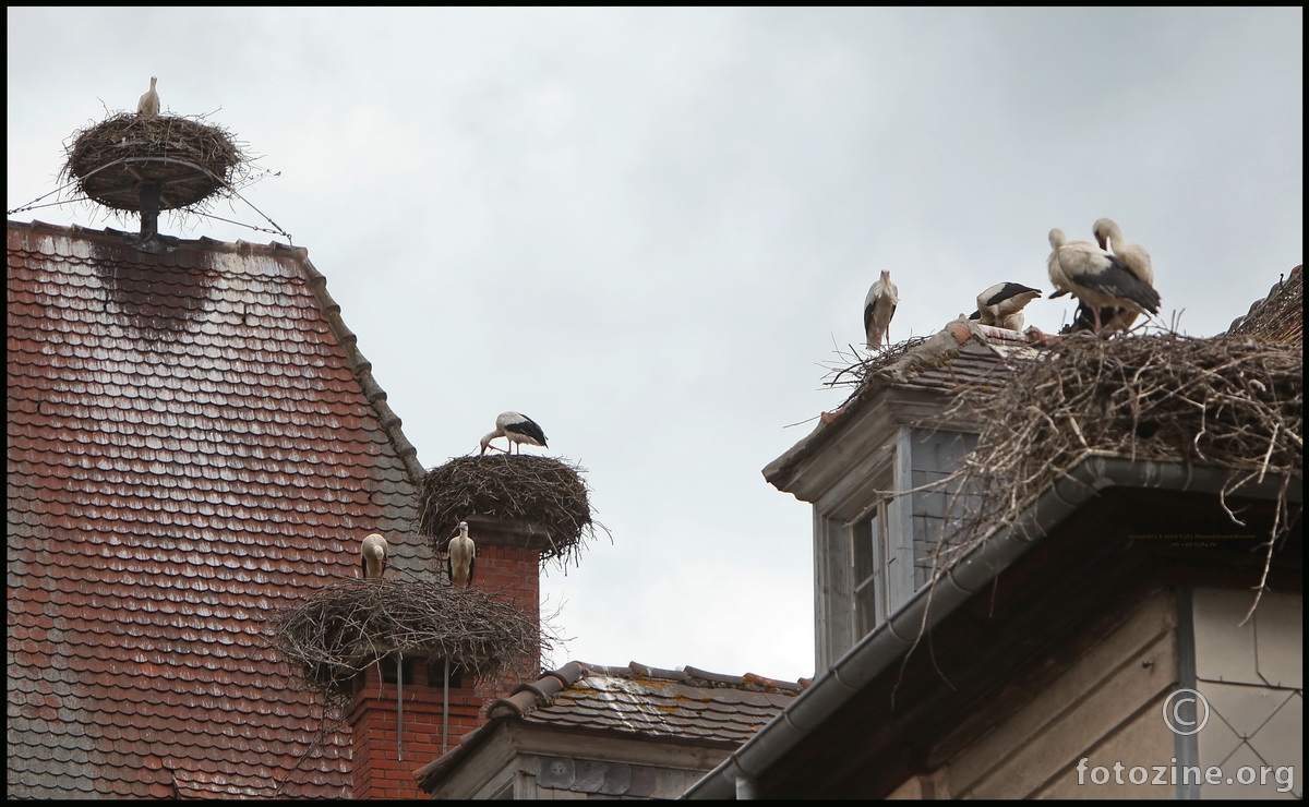 Visokonatalitetni Munster Alsace France