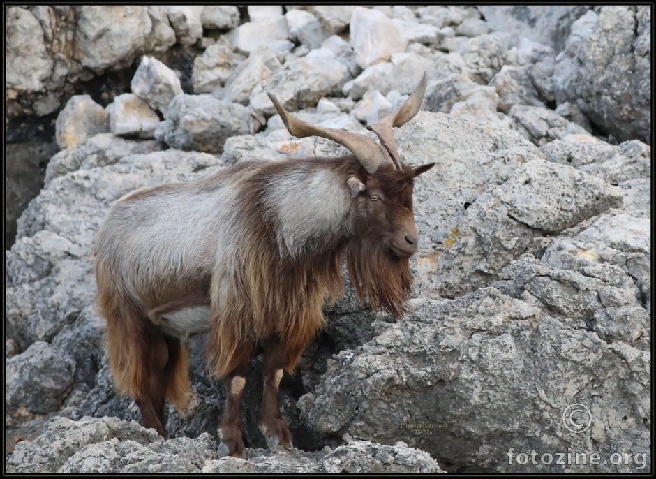 Plavnička divokoza Lat. Capra aegagrus hircus plavnicus L.