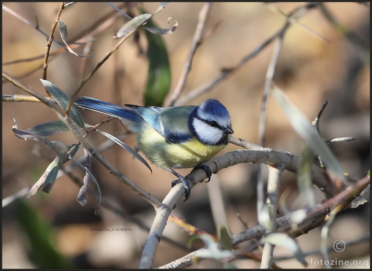 Plavetna sjenica, Sv. Vid. 26.X.2019. Cres. AD 6976 Fa,