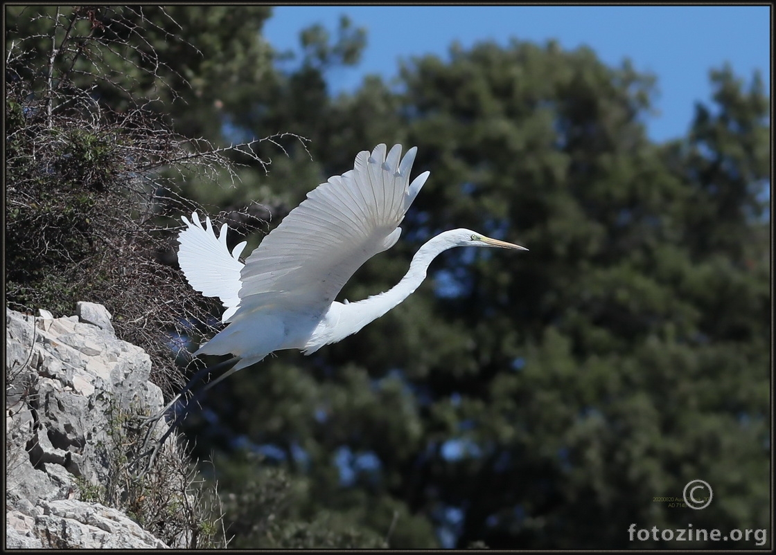 Otok Plavnik 20.VIII.2020.