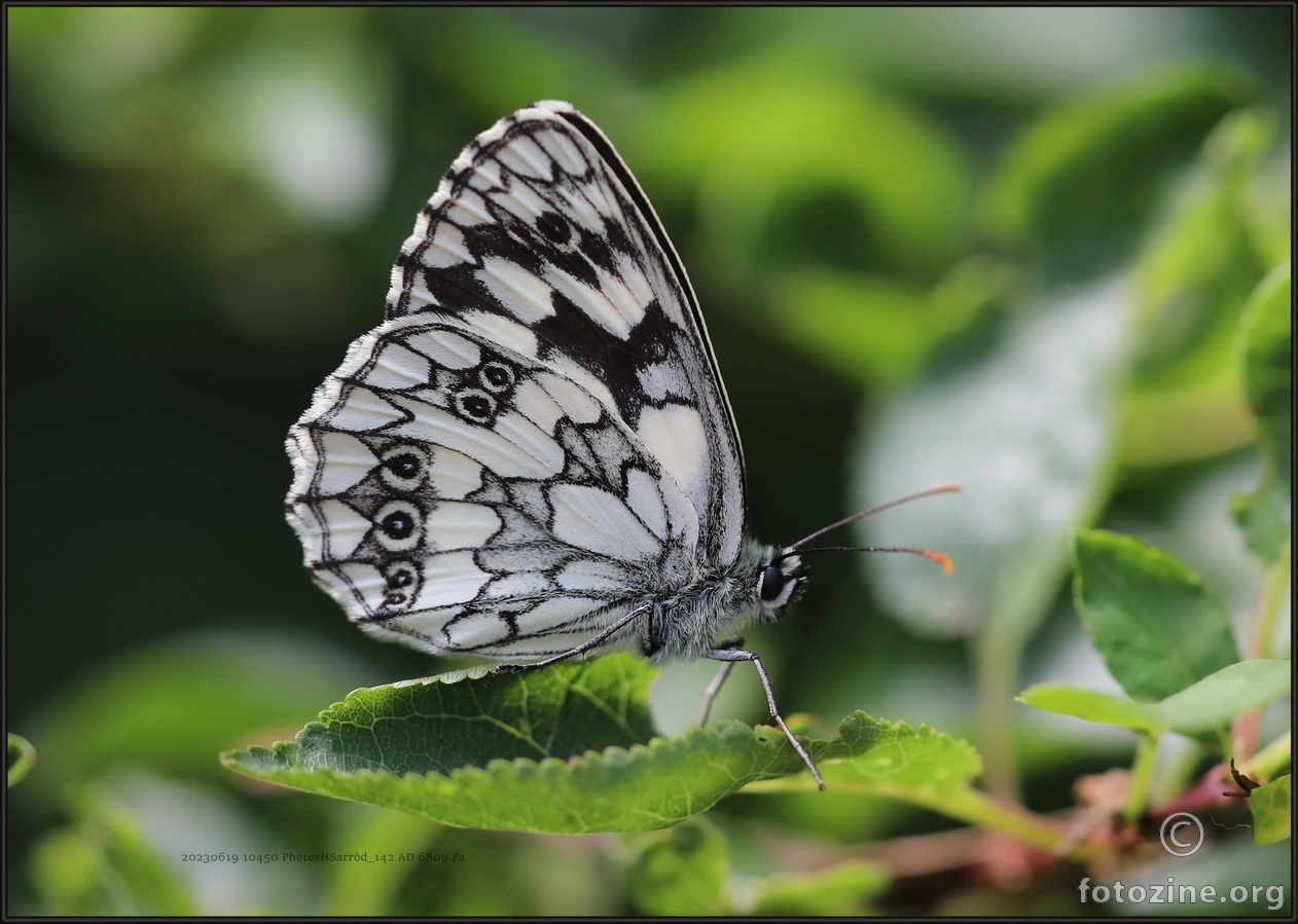 Melanargia galathea, 20230619 10450 PhotosHSarród_142 Marbled White, Šahovnica, Pjegavac, Šah-ploča, 