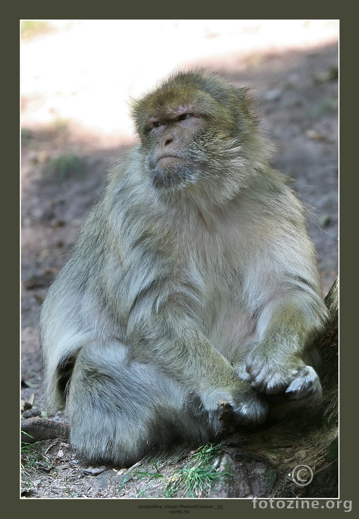 Gibraltarski majmun 10085 Fa,