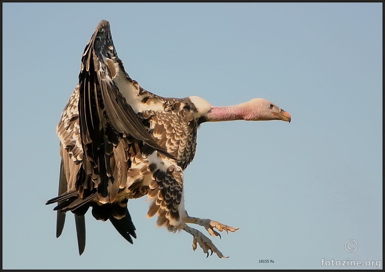 Gyps rueppellii Ruppell's griffon vulture  10155 Fa 