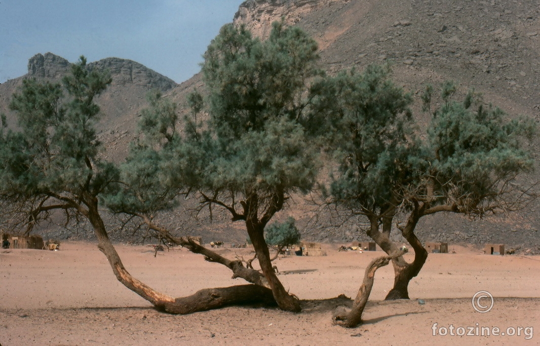 Akacia u oazi In Arak 1985