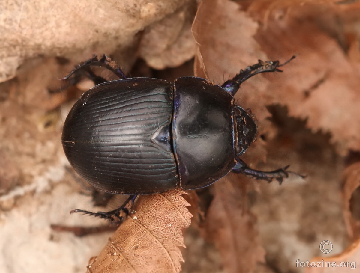 Earth-boring Scarab Beetles Family Geotrupidae Woodland Dor Beetle Anoplotrupes stercorosus 