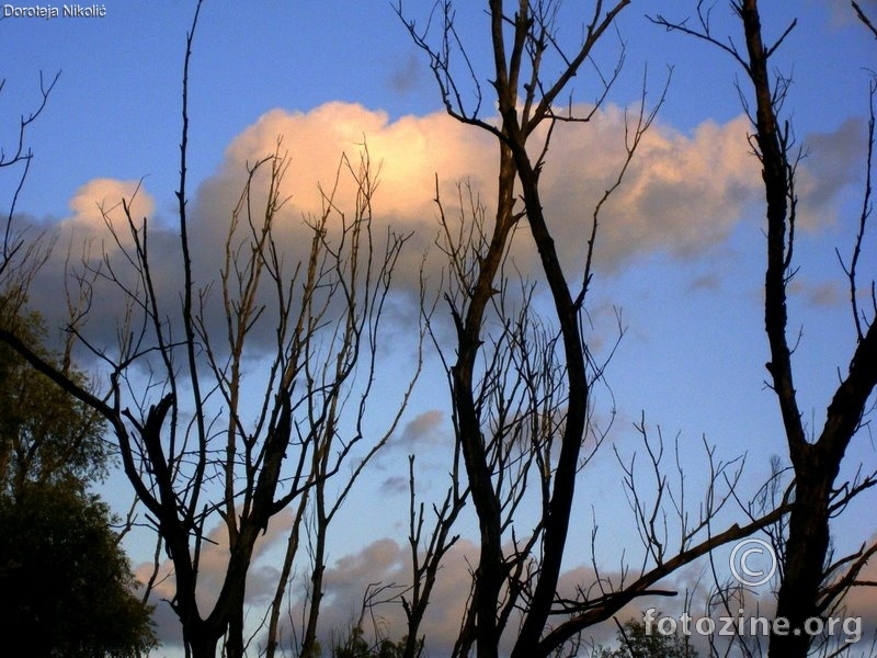 Drveče i oblaci