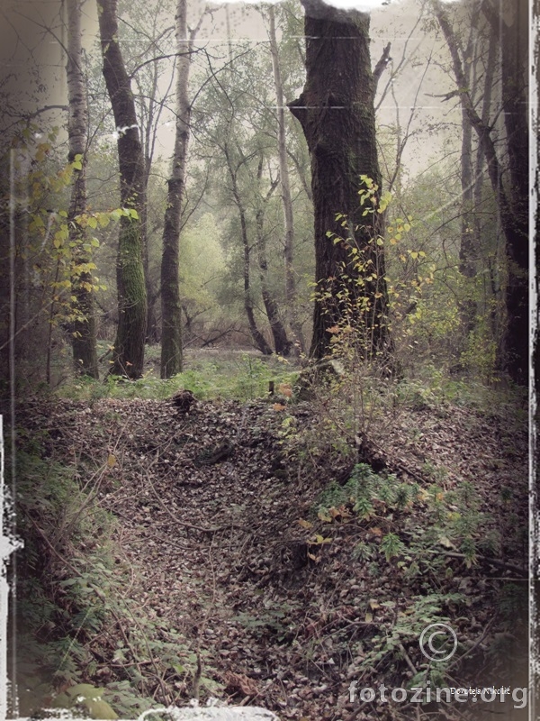 Jesen u šumi