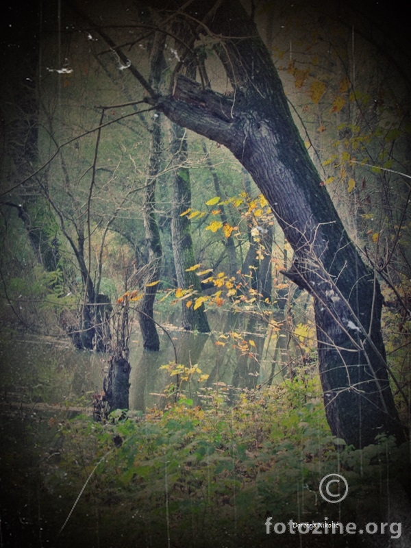 Šuma u jesen