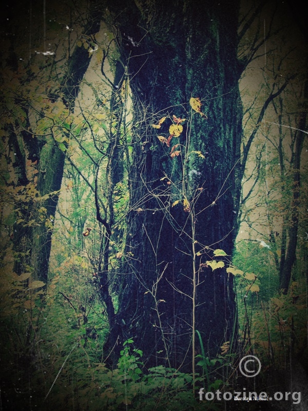 Biljčice u šumi