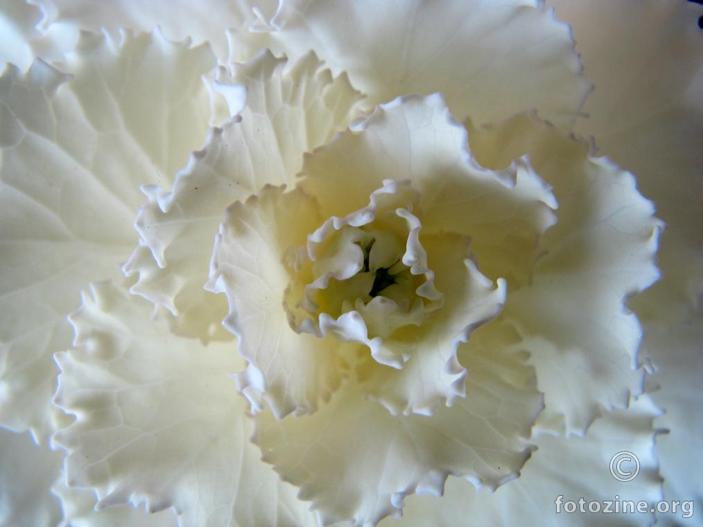 Mystery White cabbage