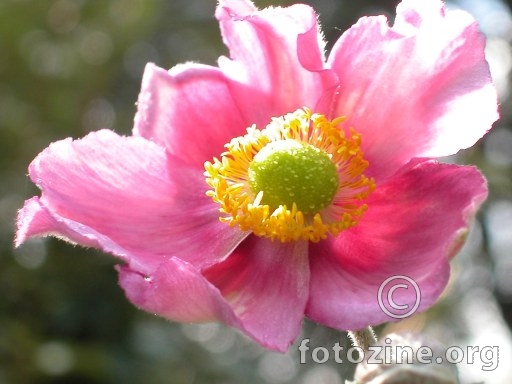 Potentilla nepalensis