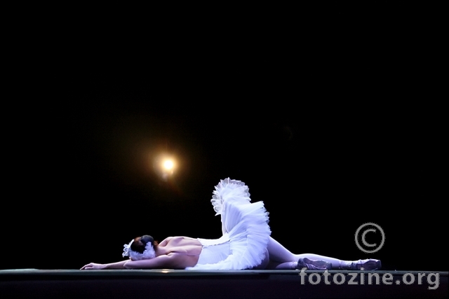swan