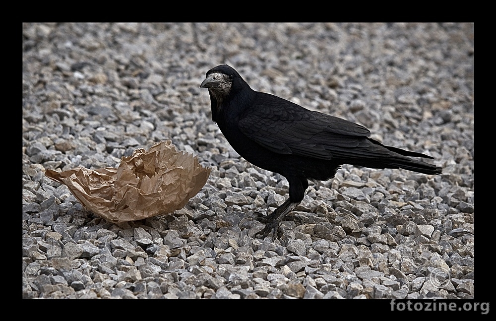... Crna vrana (Corvus Corone Corone)