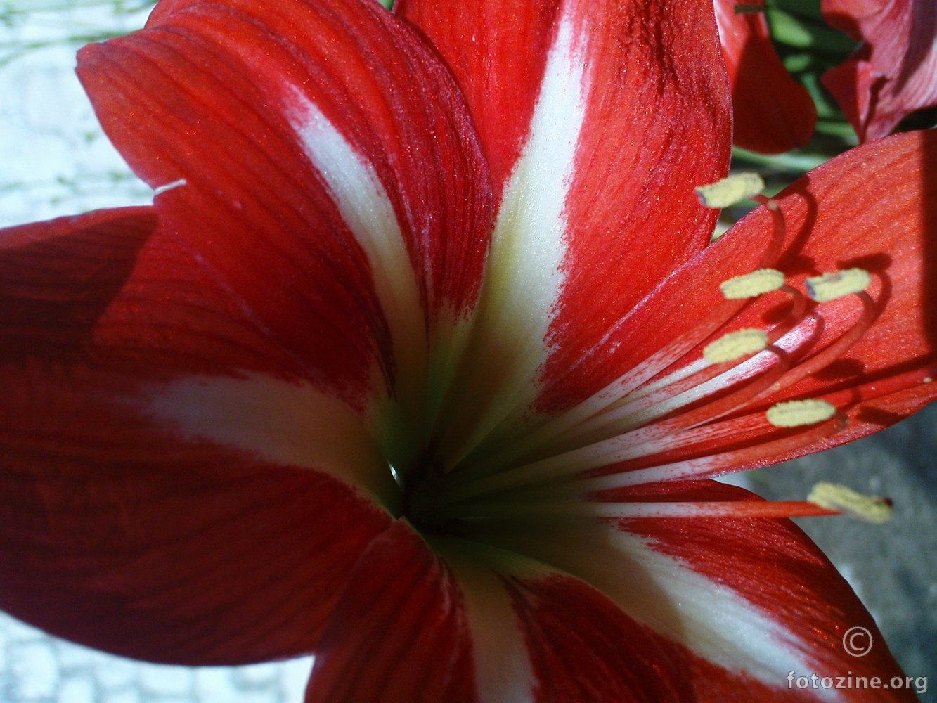 Amaryllis