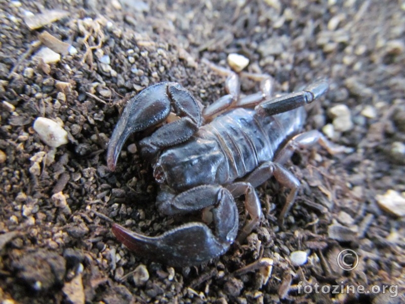 Euscorpius sp.