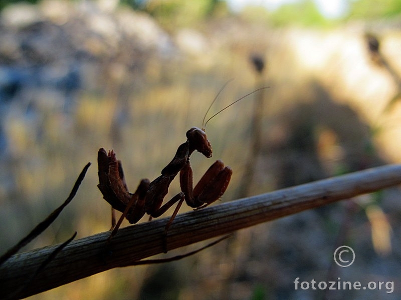 Praying Mantis