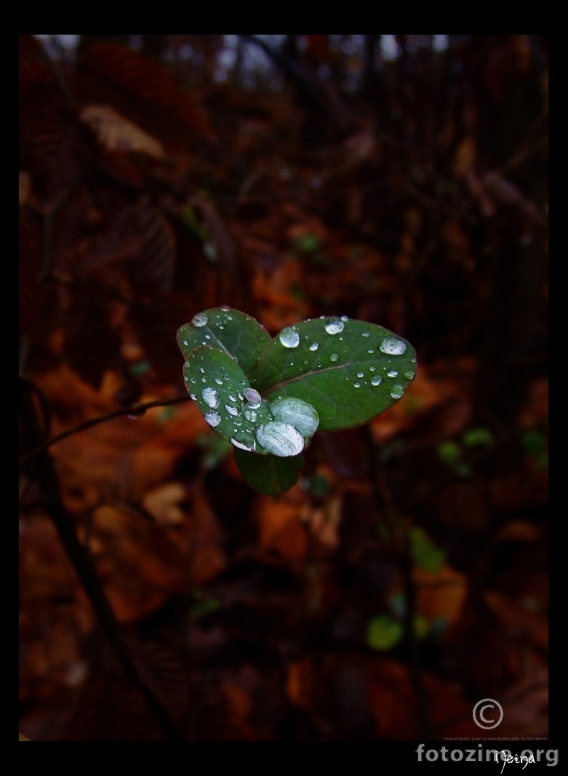 Flower of the rain - Lorien