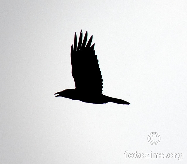 Black Bird.....