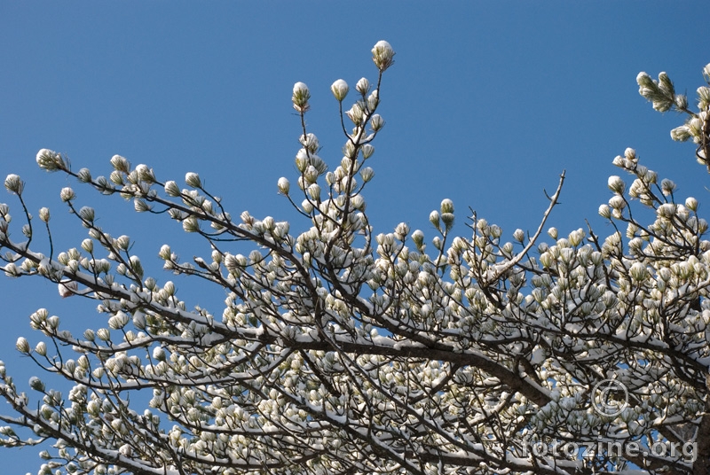 Magnolija
