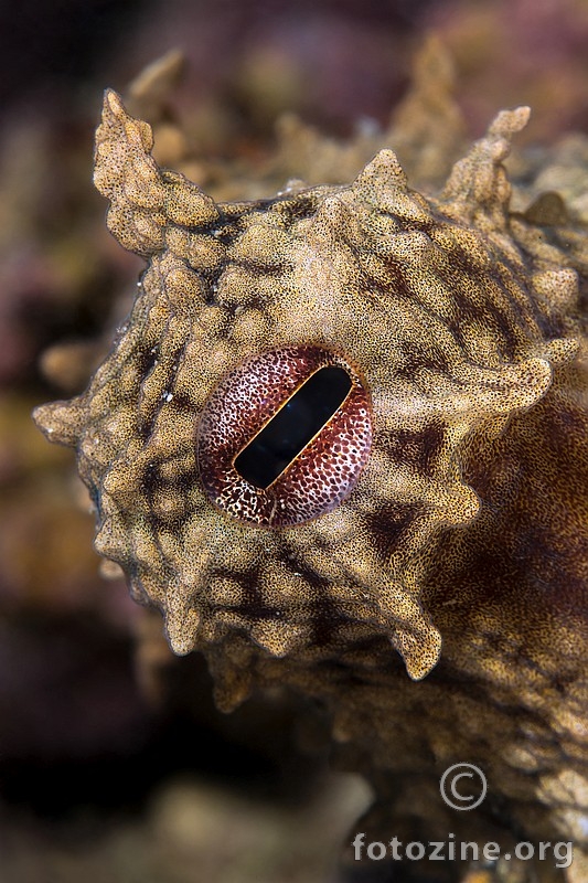 Hobotnica - oko