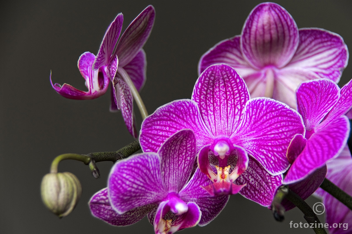 orhidej