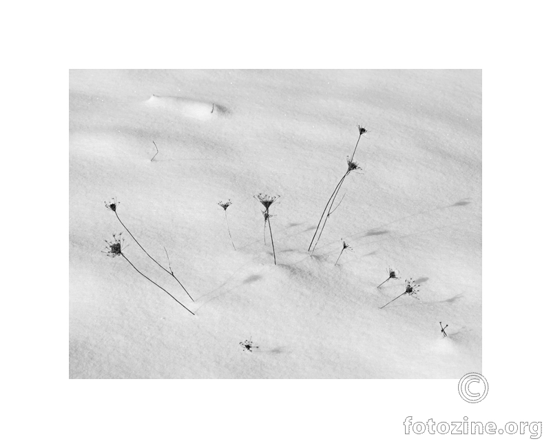 Lovinačke snježne trske