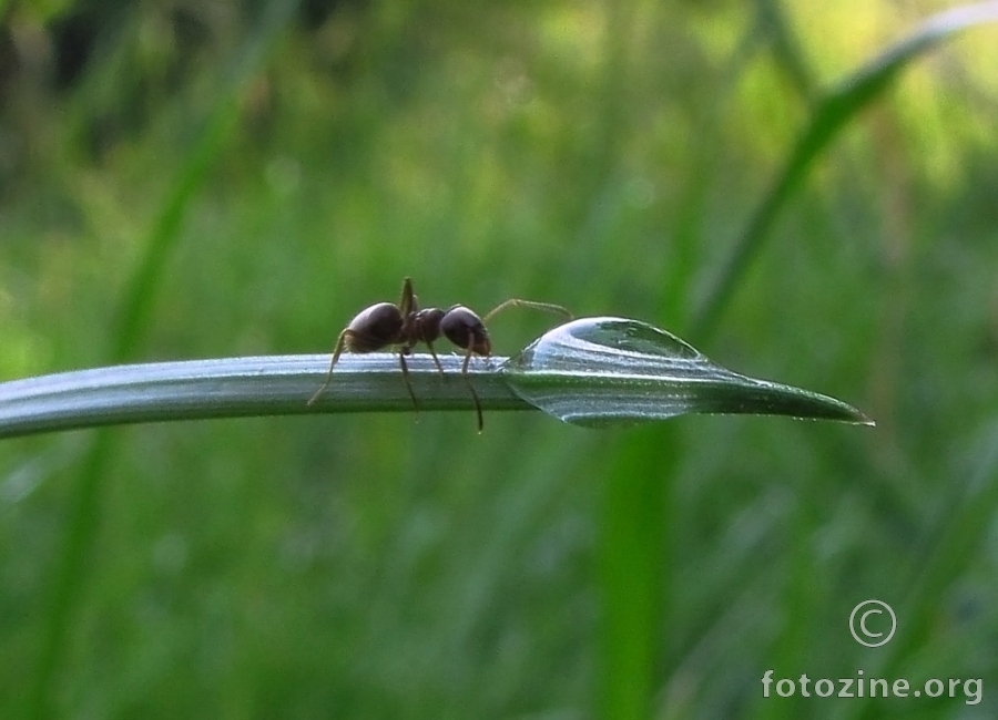 mrav na pojilu