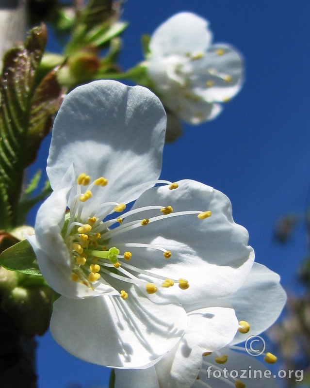trešnjin cvijet