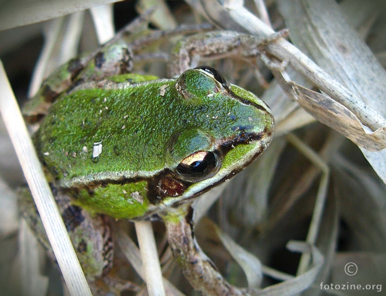 mala zelena žaba