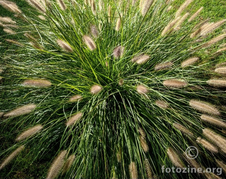 Flora nocte