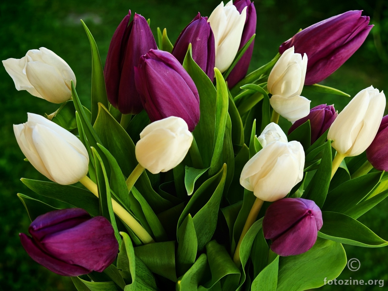 3 boje