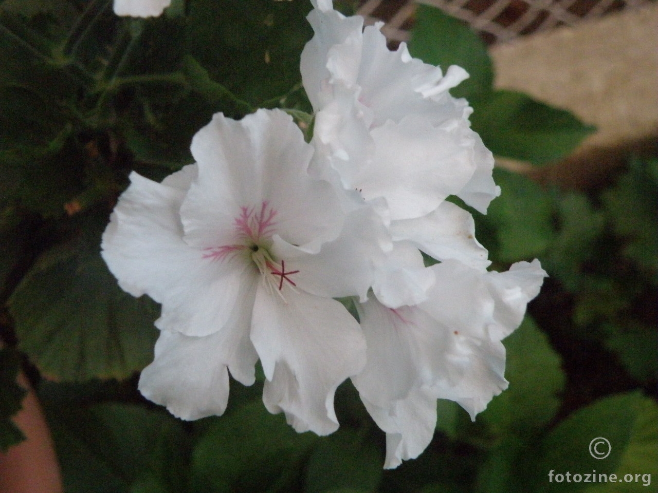 Bijeli cvijet
