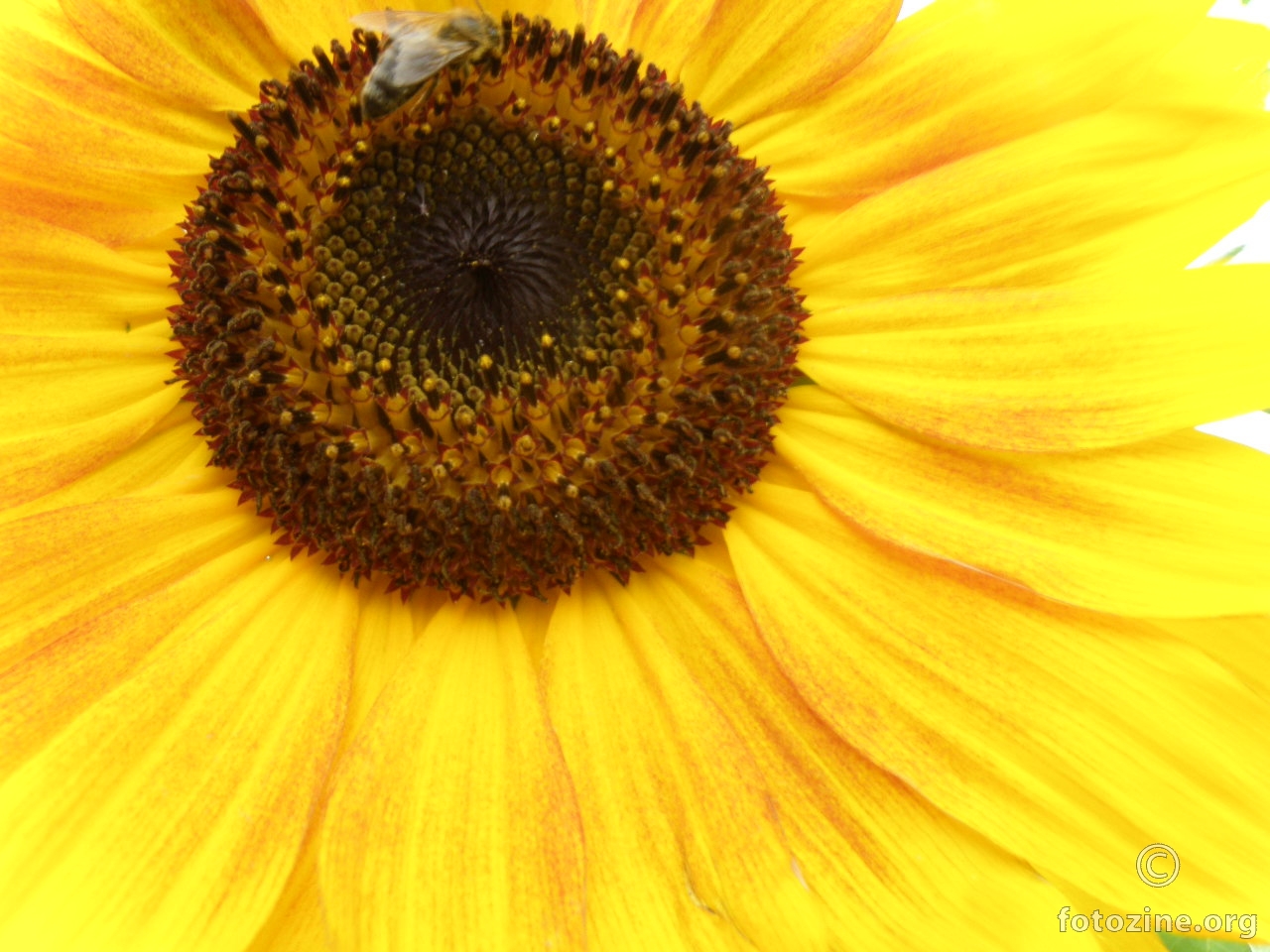 Suncokret i pčela