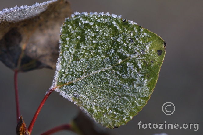 Makro (01)