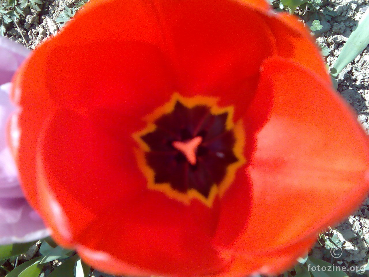Tulipan..