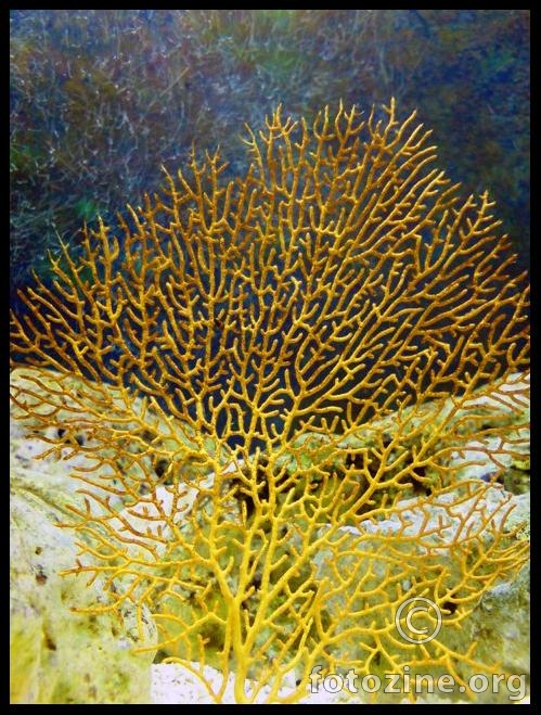 Crveni koralj