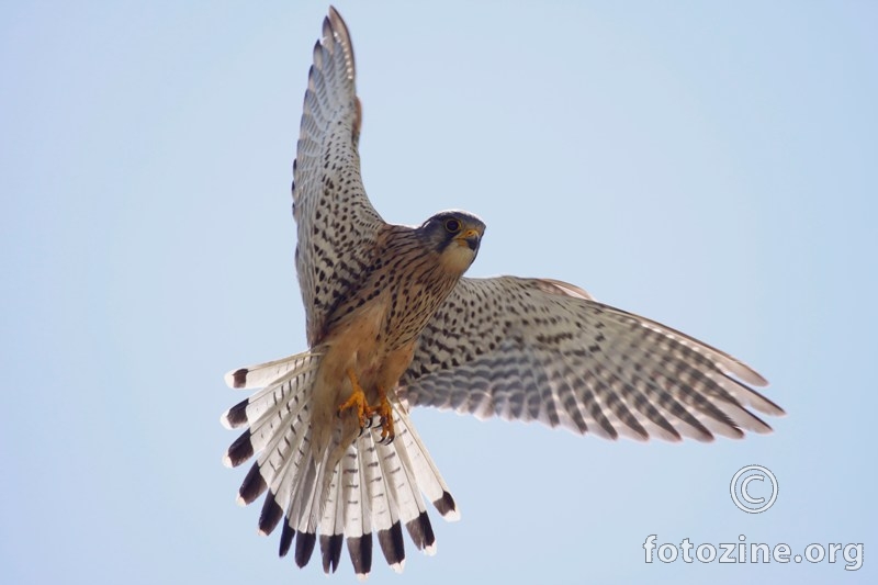 vjetruša-Falco tinnunculus