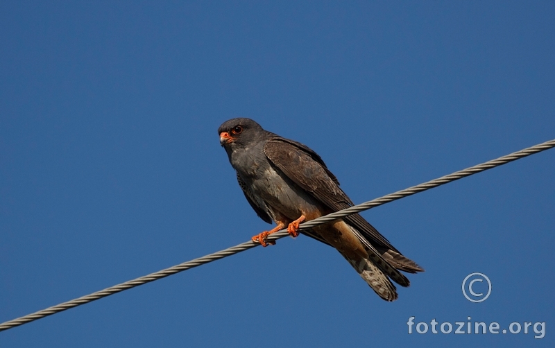 crvenonoga vjetruša- Falco vespertinus