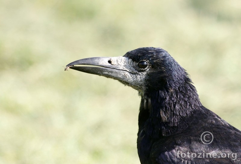 vrana gačac- Corvus frugilegus