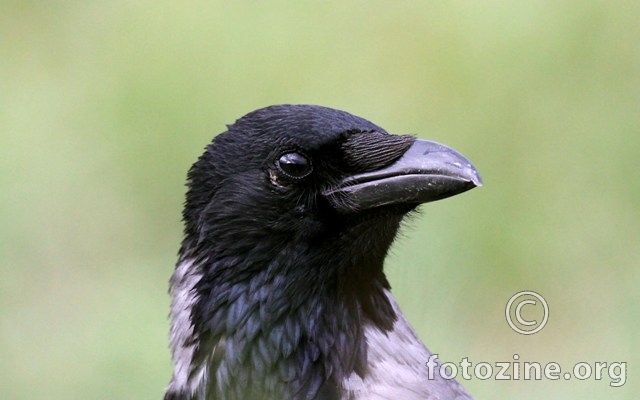 sivocrna vrana