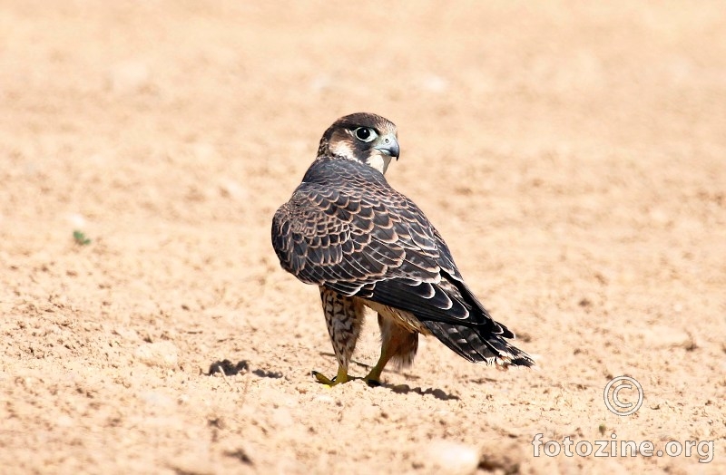 sivi sokol- Falco peregrinus