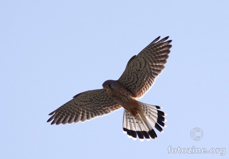 vjetruša- Falco tinnunculus
