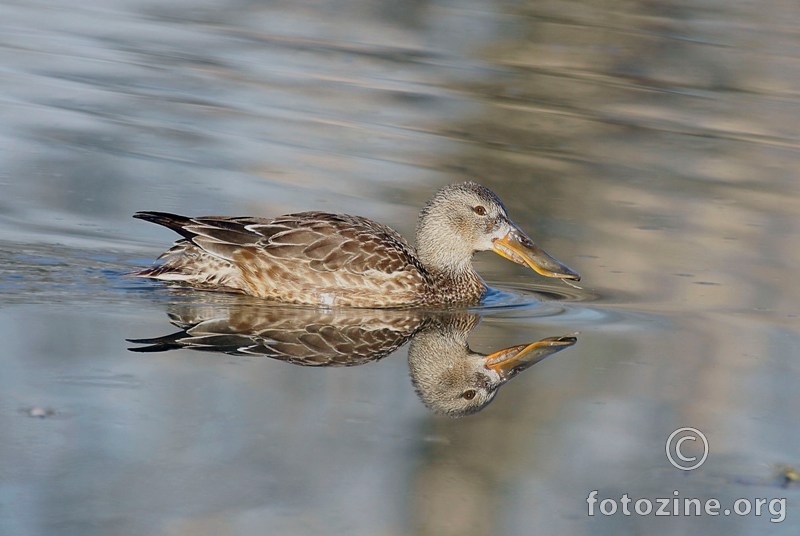 patka žličarka -Anas clypeata
