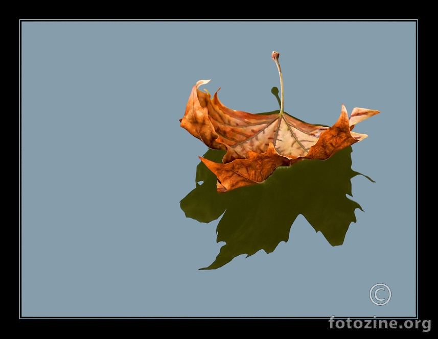  - leaf -