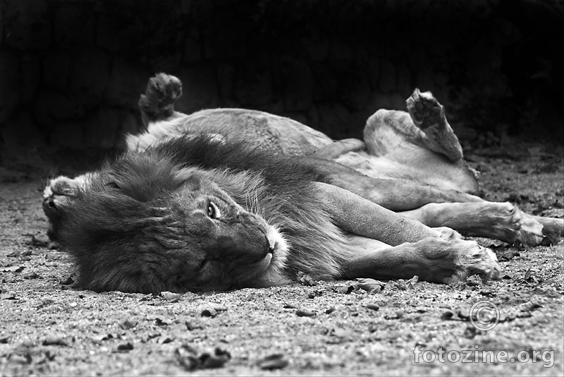 pusti lava dok spava