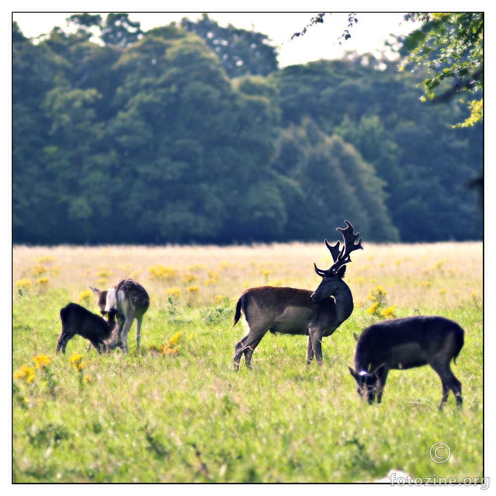 Phoenix Park - Dublin, Ireland